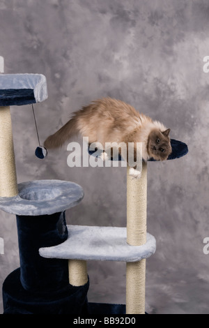 Studio fotografico di gatto o piedistallo albero con pedigree Birman cat maschio adulto Foto Stock