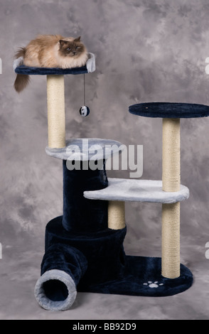 Studio fotografico di gatto o piedistallo albero con pedigree Birman cat maschio adulto Foto Stock