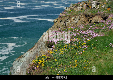 Clifftop fiori Parsimonia o rosa mare Armeria maritima Rene veccia mare Campion Foto Stock