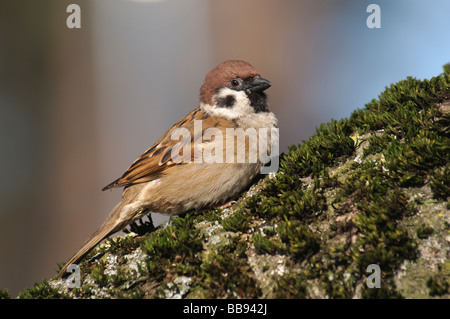 Passera Mattugia Passer montanus Foto Stock