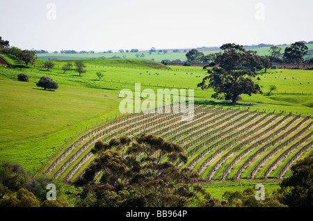 Filari di viti nella rinomata regione vinicola di Barossa Valley, South Australia, Australia Foto Stock