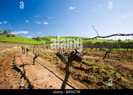 Filari di viti nella Barossa Valley, South Australia, Australia Foto Stock