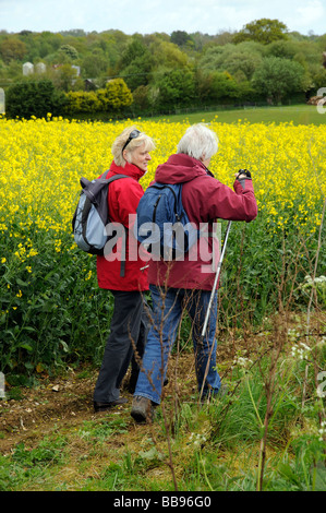 Camminatori femmina escursioni attraverso un campo di semi di colza di fioritura Foto Stock