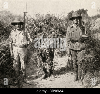 Campagna di Gallipoli. Un cecchino turco dissimulata come una bussola in custodia dopo essere stato catturato dalle truppe Anzac. Foto Stock