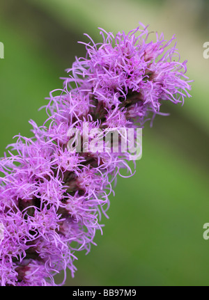 Primo piano di un picco di fiori viola Loosewlife (Lythrum salicaria) Foto Stock