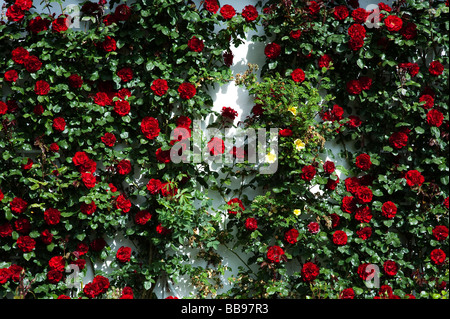 Rosa. Climbing rose rosse su un bianco muro di casa. Inghilterra Foto Stock