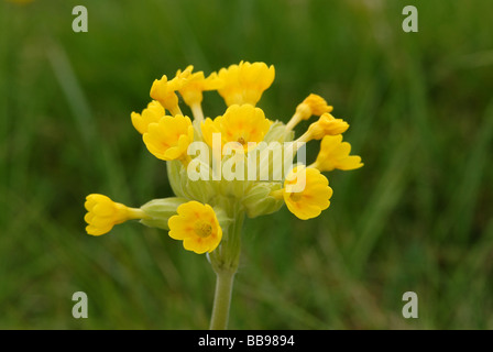 Cowslips dettagliate di close-up Foto Stock