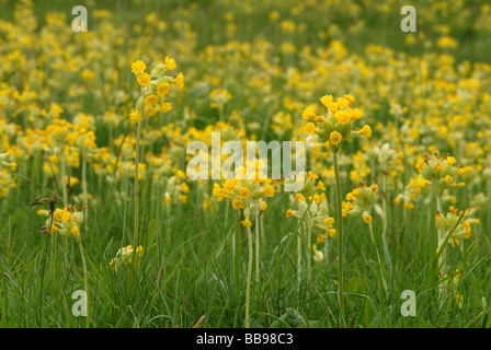 Una profusione di Cowslips Foto Stock