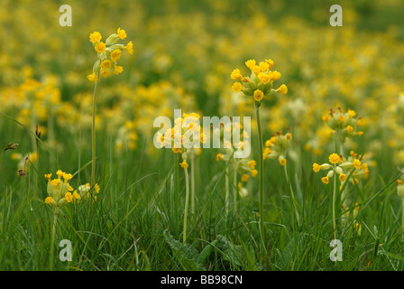 Una profusione di Cowslips Foto Stock