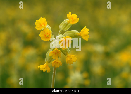 Cowslips dettagliate di close-up Foto Stock