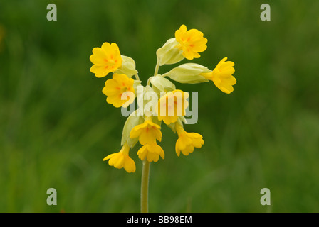 Cowslips dettagliate di close-up Foto Stock