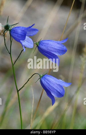 Harebell nel pieno fiore Foto Stock