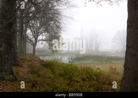 Vista incorniciata da boschi sopra il lago di prima mattina nebbia durante l'autunno. Midlands, Kwazulu Natal, Sud Africa. Foto Stock