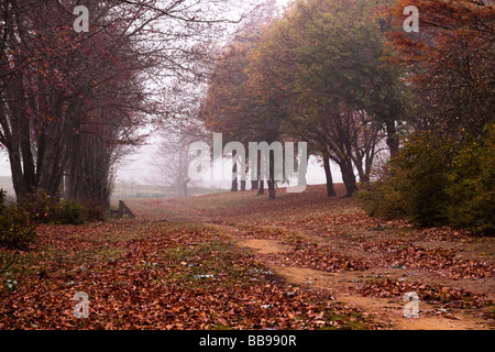 Lane attraverso un tappeto di foglie di autunno presto in una nebbiosa mattina nelle Midlands, Kwazulu Natal, Sud Africa. Foto Stock