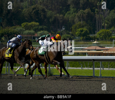 Corsa di cavalli Foto Stock