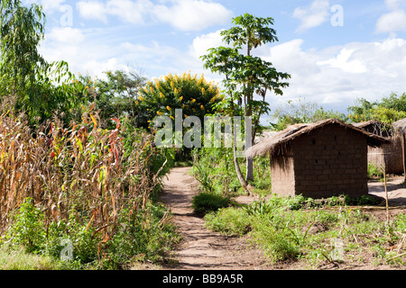 Eucalipto e alberi di acacia nel villaggio di Nyombe, Malawi, Africa Foto Stock