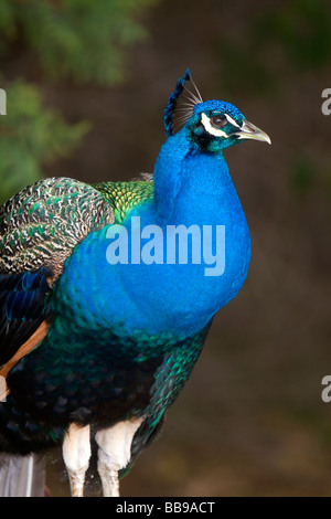 Indian Blue Peacock presso il Los Angeles County Arboretum e Giardino Botanico in Arcadia, California USA Foto Stock