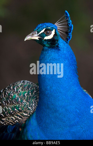Indian Blue Peacock presso il Los Angeles County Arboretum e Giardino Botanico in Arcadia, California USA Foto Stock