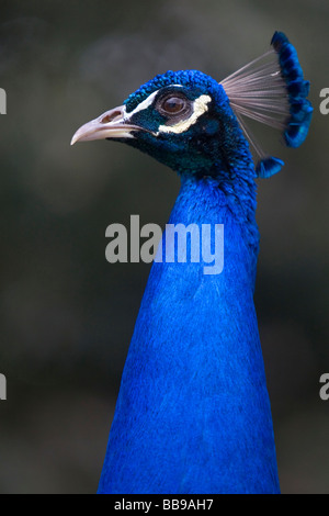 Indian Blue Peacock presso il Los Angeles County Arboretum e Giardino Botanico in Arcadia, California USA Foto Stock