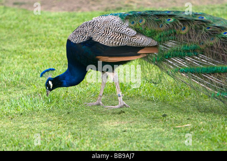 Indian Blue Peacock presso il Los Angeles County Arboretum e Giardino Botanico in Arcadia, California USA Foto Stock