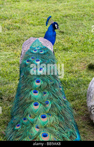 Indian Blue Peacock presso il Los Angeles County Arboretum e Giardino Botanico in Arcadia, California USA Foto Stock