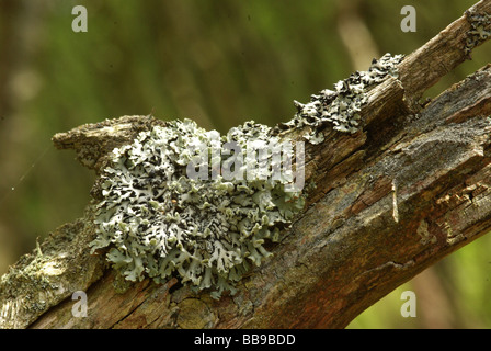 Un lichen - Hypogymnia physodes Foto Stock