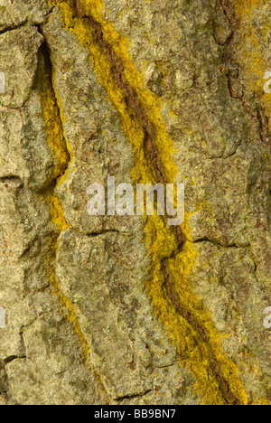 Polvere d oro lichen - Chrysothrix candelaris Foto Stock