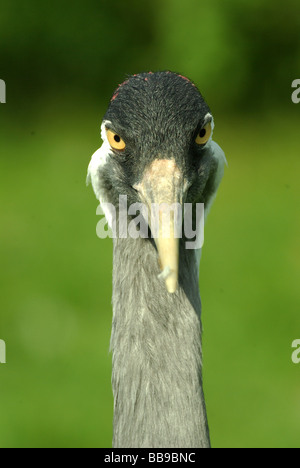 Eurasian Crane - grus grus Foto Stock