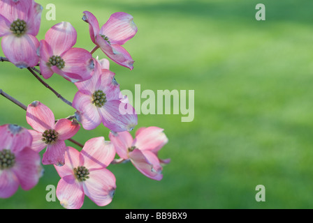 Rosa sanguinello fiorisce sulla sinistra con copyspace in erba verde a destra Foto Stock