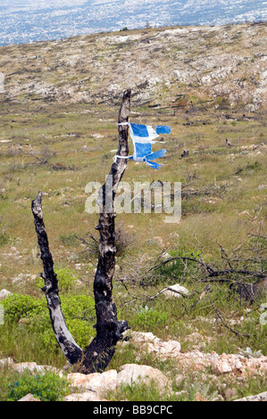 Catastrofe ecologica-lonely albero bruciato con un pezzo di bandiera greca, dopo l'uomo- causato degli incendi di foreste in montagna intorno ad Atene Foto Stock