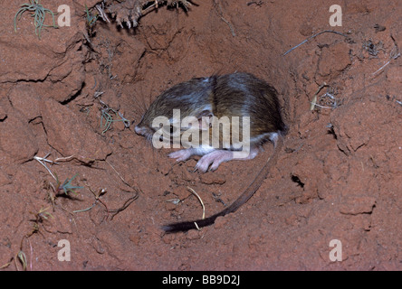 Giovani Ord il ratto canguro (Dipodomys ordi) di appoggio in sabbia incavate depressione, Utah US Foto Stock