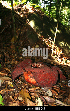 Rafflesia fiore gigante in Borneo rainforest (Malesia Foto stock - Alamy