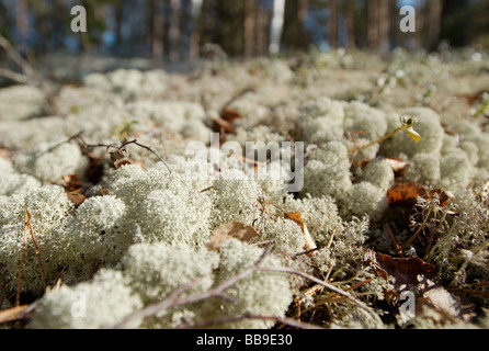 Lichene di renna Foto Stock