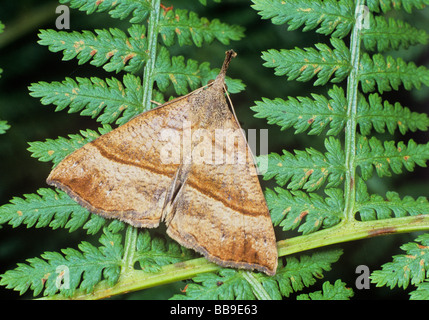 Ritratto di muso moth Hypena proboscidalis Germania Foto Stock