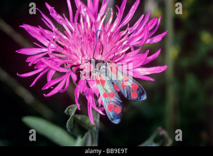 Sei spotted burnett falena Zygaena filipendula Germania Foto Stock