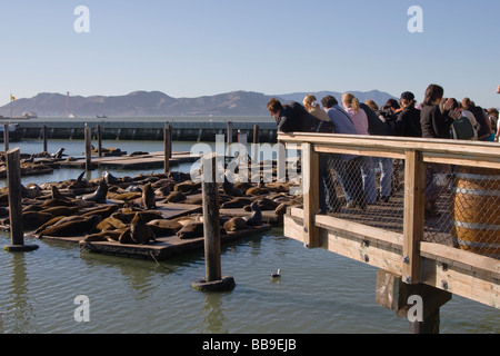 I turisti rispettando i leoni di mare sulle banchine di legno al Molo 39 Fisherman's Wharf di San Francisco in California negli Stati Uniti d'America Foto Stock