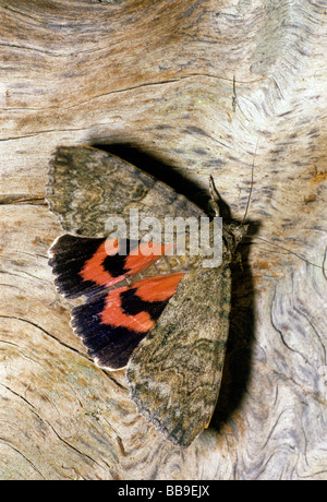 Ritratto di rosso falena underwing Catocala nupta Germania Foto Stock