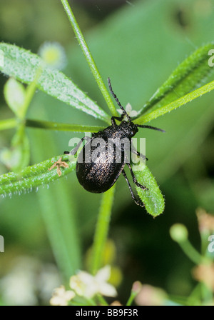 Ritratto di foglia tansy beetle Galeruca tanaceti Germania Foto Stock