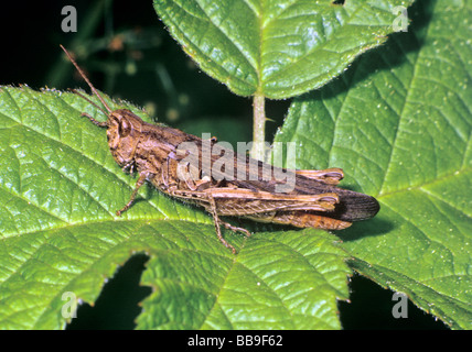 Ritratto di campo comune grasshopper Chorthippus brunneus Germania Foto Stock