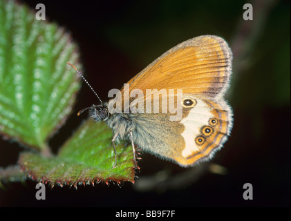 Ritratto di perlacea heath butterfly Coenonympha arcania Germania Foto Stock