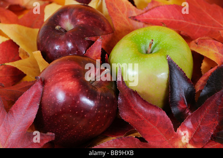 Foglie di autunno con le mele Foto Stock