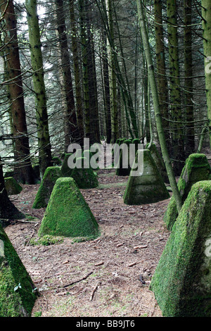 Draghi' denti trappole del serbatoio vicino Hollerath nell'Eiffel regione della Germania, facenti parte dei nazisti' Westwall linea di difesa Foto Stock