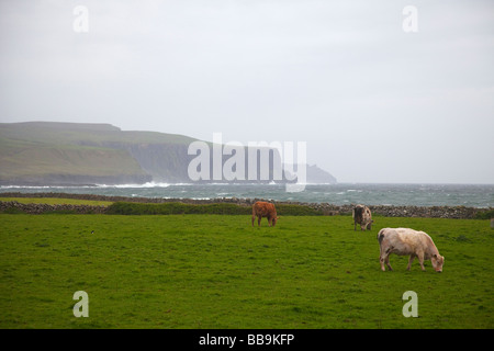 Le mucche al pascolo nei prati vicino le scogliere di Moher County Clare Eire Irlanda Repubblica Irlandese Europa UE Foto Stock