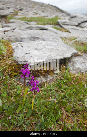 Inizio orchidee viola Orchis mascula crescendo in pavimenti calcarei del Burren nella contea di Clare Irlanda Eire Repubblica Irlandese in Europa Foto Stock