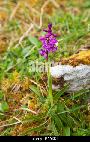 Inizio purple Orchid Orchis mascula crescendo in calcare del Burren nella contea di Clare Irlanda Eire Repubblica Irlandese Europa UE Foto Stock