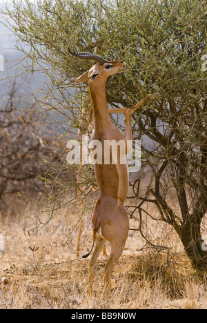 Gerenuk Litocranius walleri SAMBURU RISERVA NAZIONALE DEL KENYA Africa orientale Foto Stock