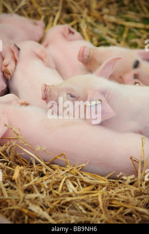 Duroc giovani suinetti su Sussex farm NEL REGNO UNITO. Foto da Jim Holden Foto Stock