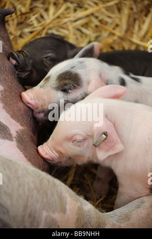 Duroc giovani suinetti su Sussex farm NEL REGNO UNITO. Foto da Jim Holden. Foto Stock