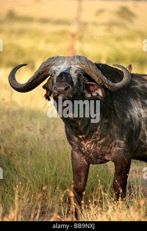 Maschio adulto African Buffalo nel Serengeti Foto Stock