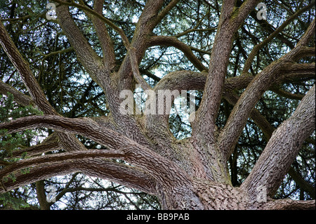 Picea materiale birrario. Cercando nella calotta di un birraio albero di abete rosso Foto Stock